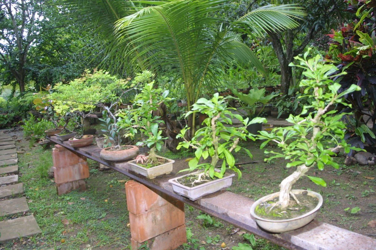 Venezuela – Estado de Anzoategui – Bonsai